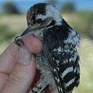 Lesser Spotted Woodpecker